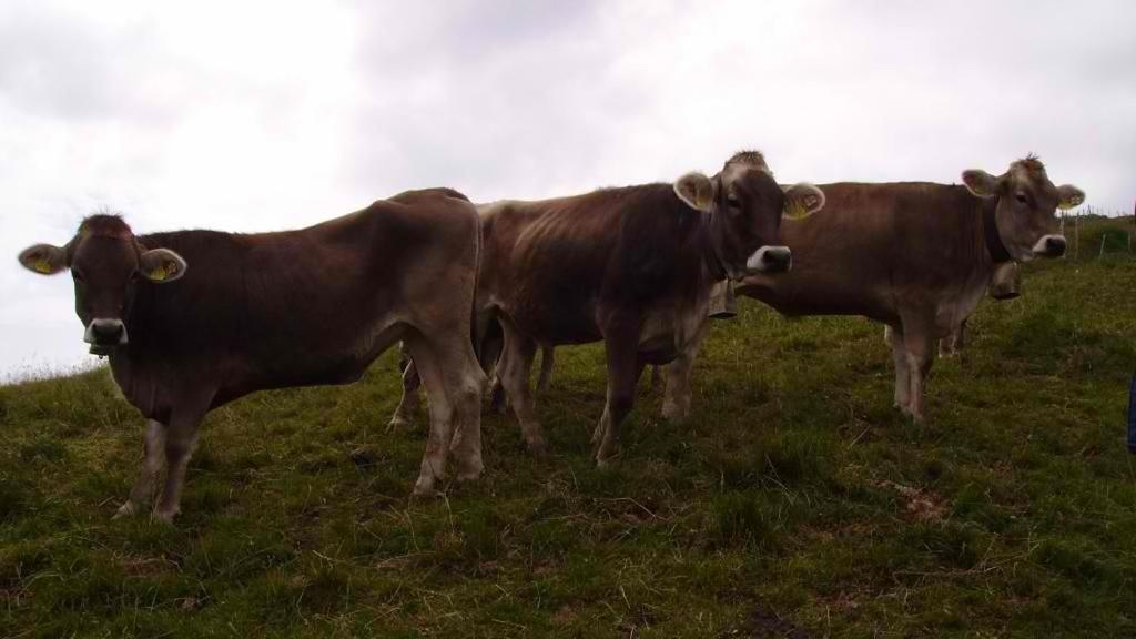 Ferienhuette Kaelberweide Lejlighed Hittisau Eksteriør billede